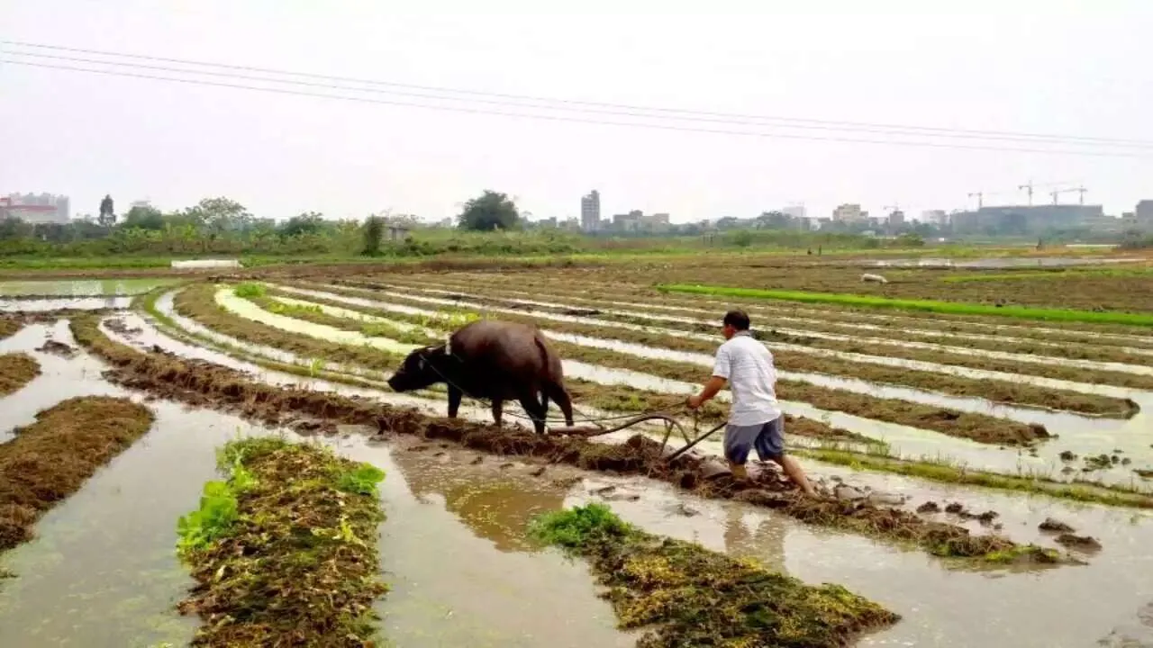 A farmer plowing a field with a buffalo.